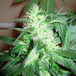 Ice 10 u. fem. Nirvana