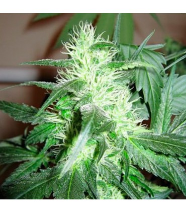 Ice 10 u. fem. Nirvana