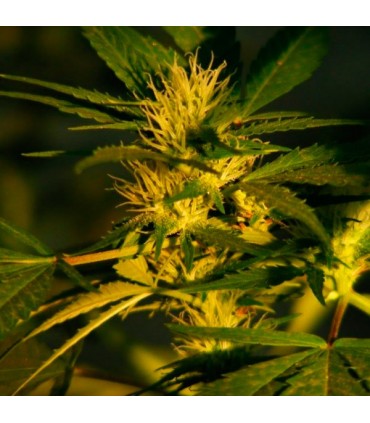 Jock Horror 10 u. fem. The Sativa SeedBank