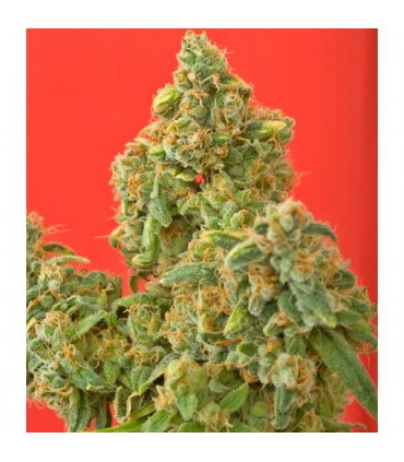 Kaya Gold 10 u. fem. Nirvana