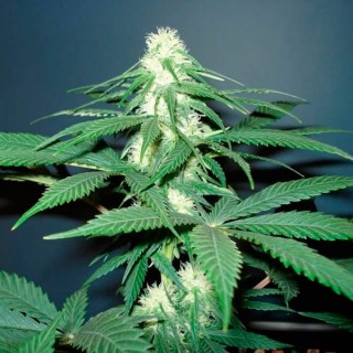 Master Kush fem. Nirvana