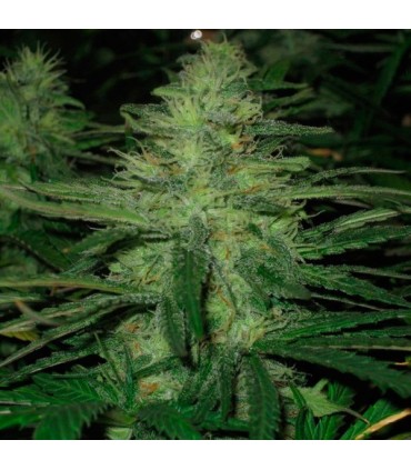 Northern Lights 10 u. fem. Nirvana