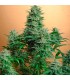 Papaya 10 u. fem. Nirvana