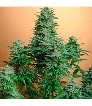 Papaya 10 u. fem. Nirvana