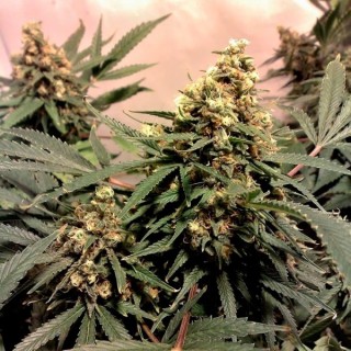 Pure Power Plant fem. Nirvana