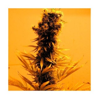 Raspberry Cough 10 u. fem. Nirvana