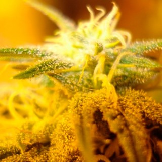 Swiss Cheese fem. Nirvana