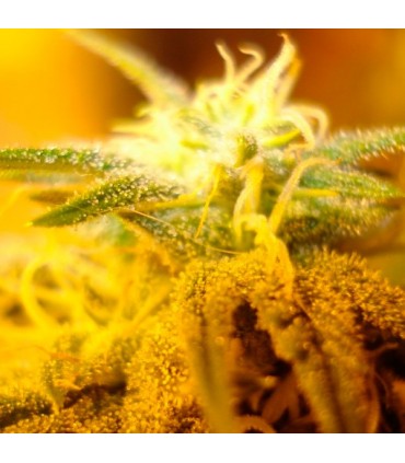 Swiss Cheese fem. Nirvana