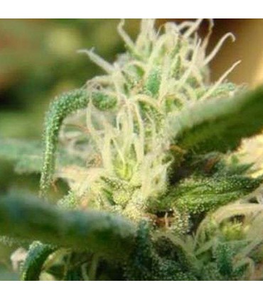 Sterling Haze 10 u. fem. Nirvana