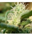 Sterling Haze 10 u. fem. Nirvana