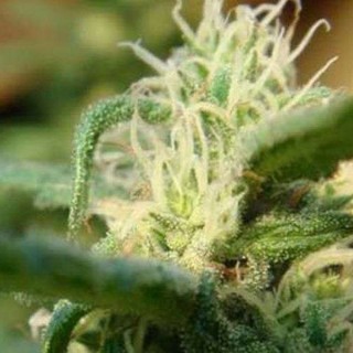 Sterling Haze fem. Nirvana