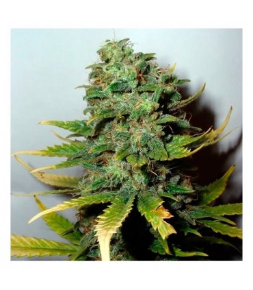 Super Skunk 10 u. fem. Nirvana