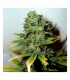 Super Skunk fem. Nirvana