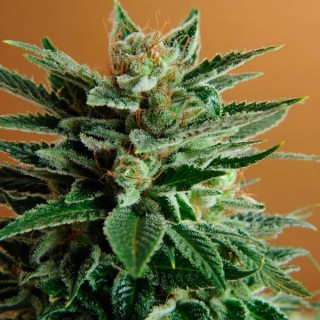 Snow White 10 u. fem. Nirvana