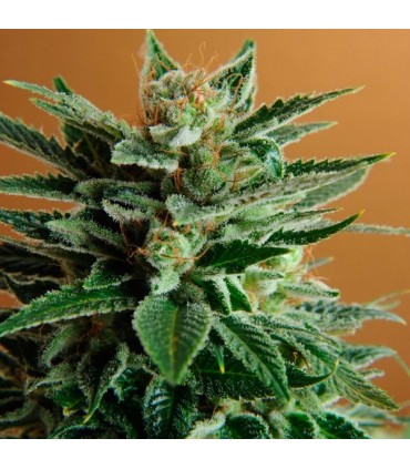 Snow White 10 u. fem. Nirvana