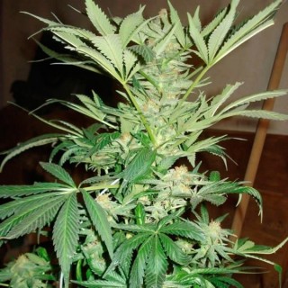 White Rhino 10 u. fem. Nirvana