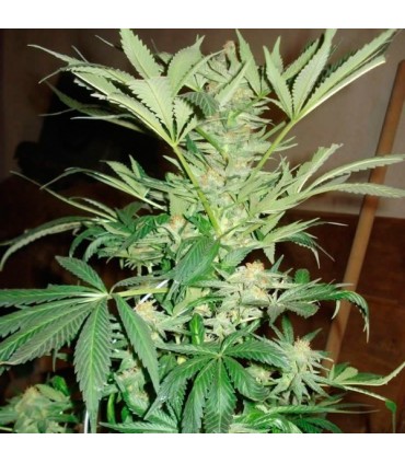 White Rhino 10 u. fem. Nirvana