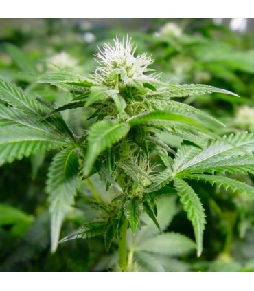 White Widow 10 u. fem. Nirvana