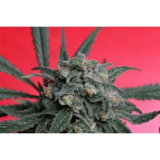 A-Train  5 u. fem. T.H. Seeds