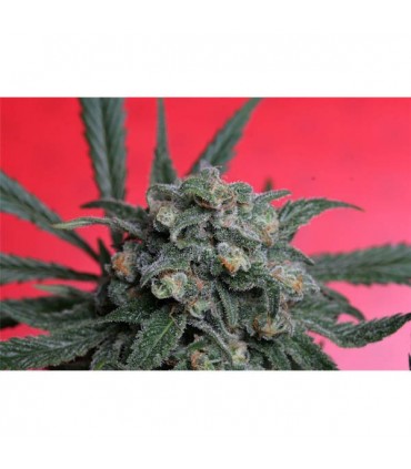 A-Train  5 u. fem. T.H. Seeds
