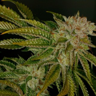 Mk - Ultra  5 u. fem. T.H. Seeds