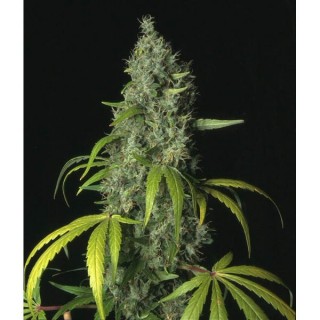 S.A.G.E. 10 u. fem. T.H. Seeds