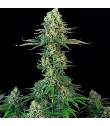 Mk - UltraBubble  5 u. fem. T.H. Seeds