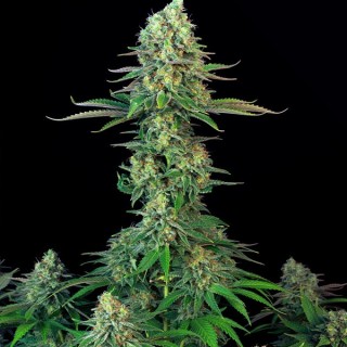 Mk - UltraBubble fem. T.H. Seeds