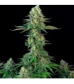 Mk - UltraBubble fem. T.H. Seeds