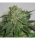 Auto Mk - Ultra  5 u. fem. T.H. Seeds