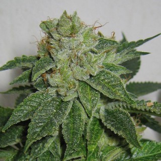 Auto Mk - Ultra fem. T.H. Seeds