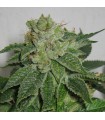 Auto Mk - Ultra fem. T.H. Seeds