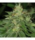 S.A.G.E. CBD fem. T.H. Seeds