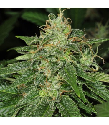 S.A.G.E. CBD fem. T.H. Seeds