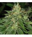 S.A.G.E. CBD fem. T.H. Seeds