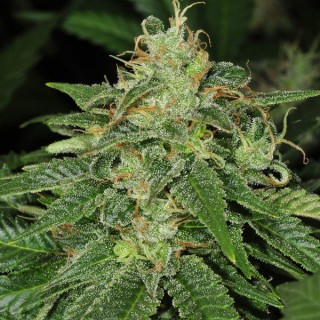 S.A.G.E. CBD  5 u. fem. T.H. Seeds