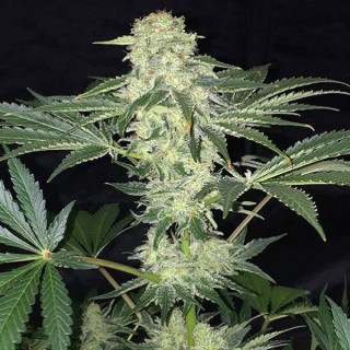 LA S.A.G.E. CBD fem. T.H. Seeds