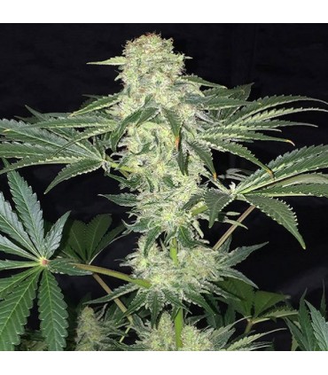 LA S.A.G.E. CBD  5 u. fem. T.H. Seeds