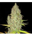 Chicle AKA Bubbledawg fem. T.H. Seeds