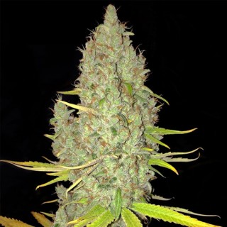 Chicle AKA Bubbledawg  5 u. fem. T.H. Seeds
