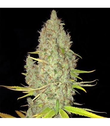 Chicle AKA Bubbledawg  5 u. fem. T.H. Seeds