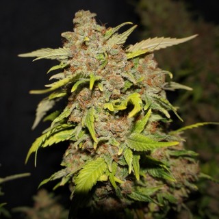 M.O.B. fem. T.H. Seeds