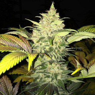 Roof 95 - fem. T.H. Seeds