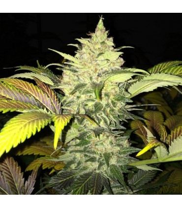 Roof 95 -  5 u. fem. T.H. Seeds