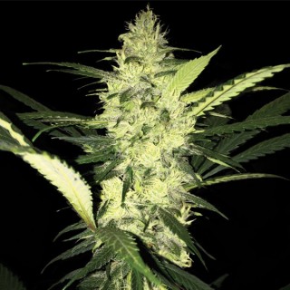 LA S.A.G.E. fem. T.H. Seeds