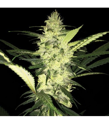 LA S.A.G.E.  5 u. fem. T.H. Seeds