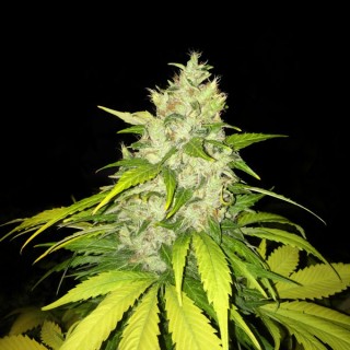 Chocolate Chunk fem. T.H. Seeds
