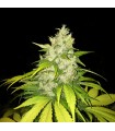 Chocolate Chunk fem. T.H. Seeds