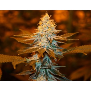 Strawberry Glue fem. T.H. Seeds