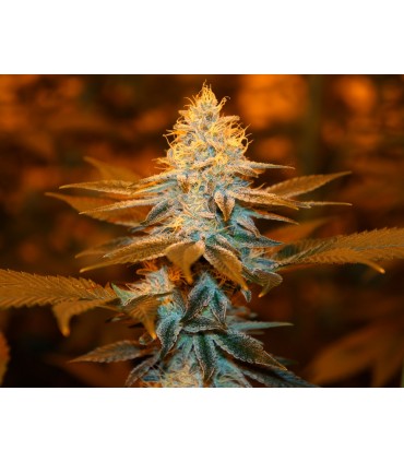Strawberry Glue fem. T.H. Seeds